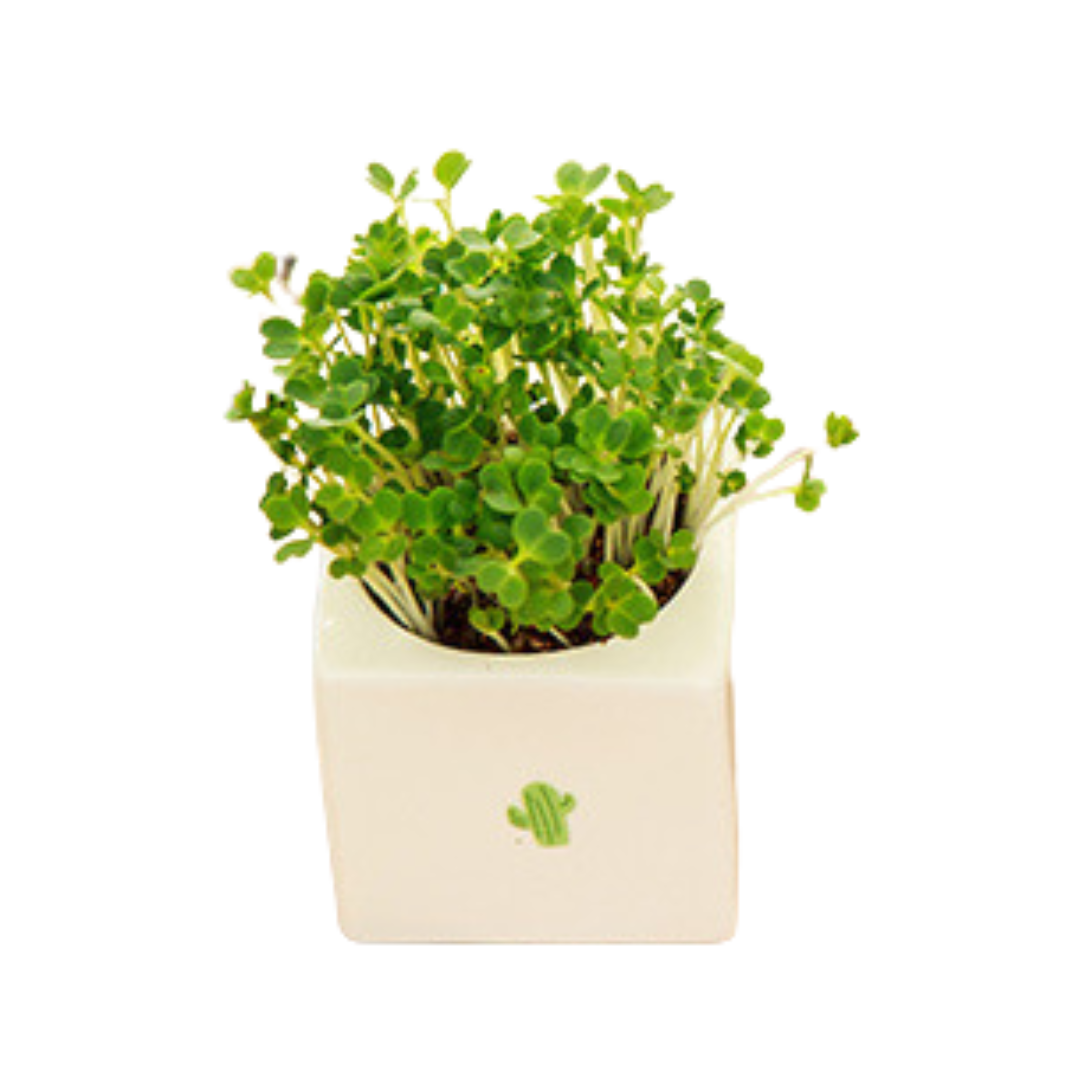 Ceramic Potted Plant (Deliver in 4-6 weeks)