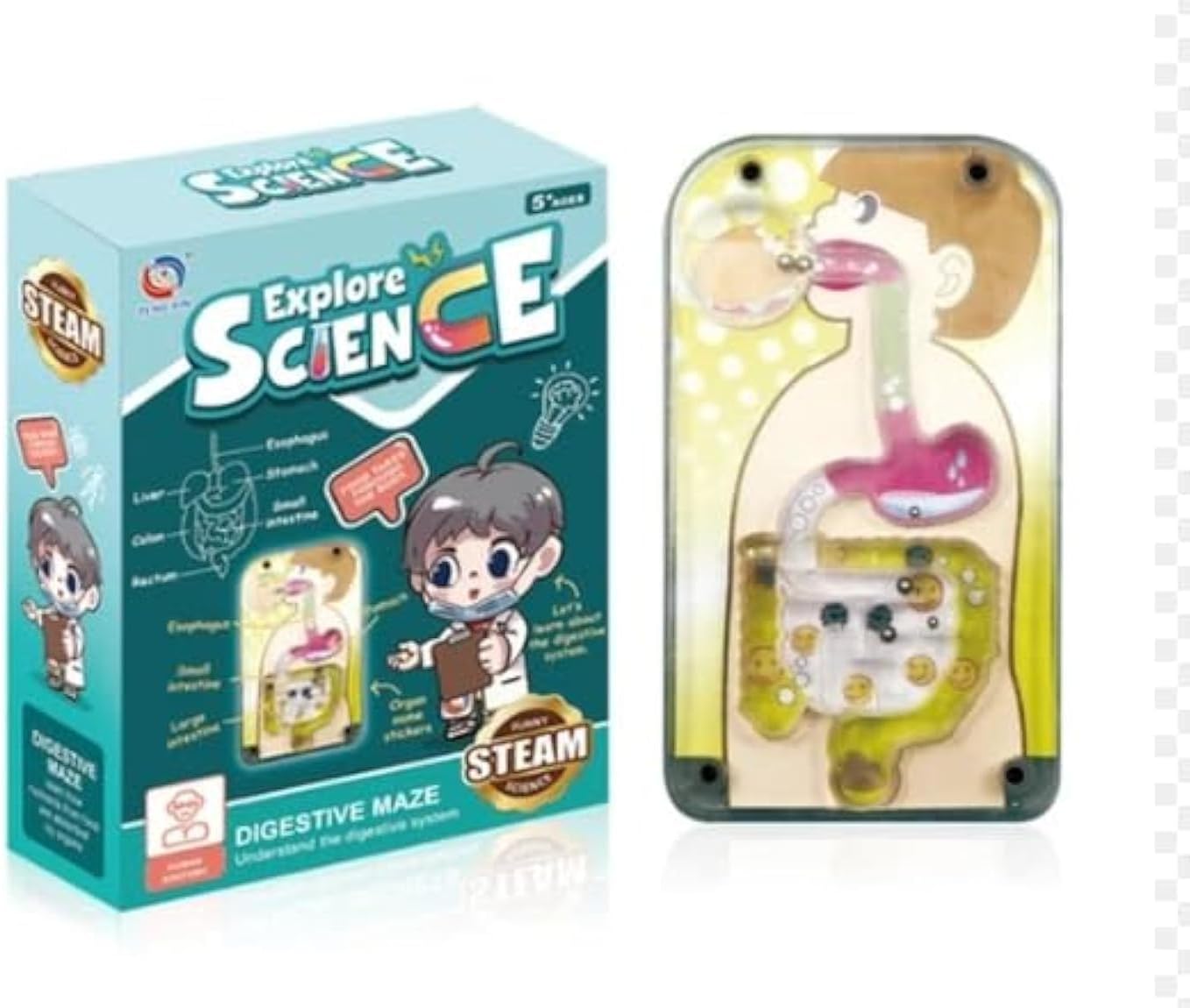 Human Internal Digestive System Educational Kit For Kids